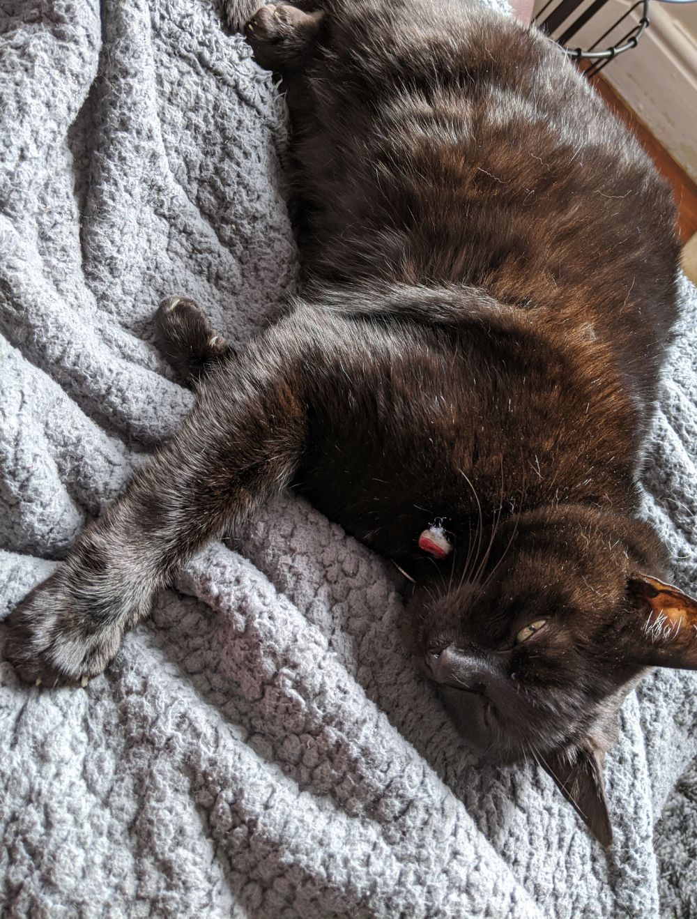Black cat lying on grey blanket, looking very sleepy