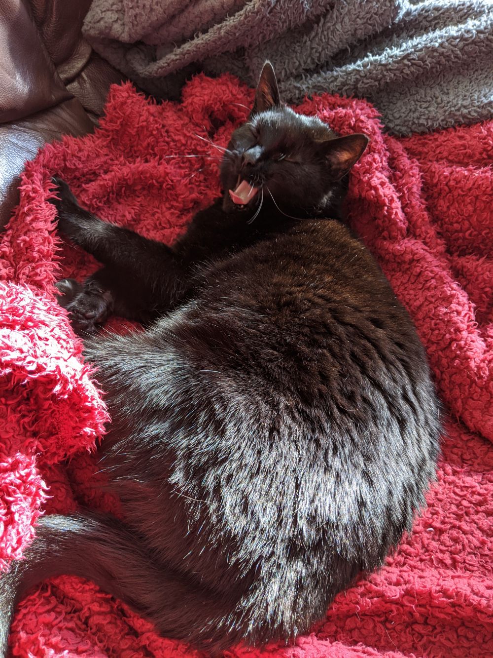 Black cat on a red blanket in the sun, yawning