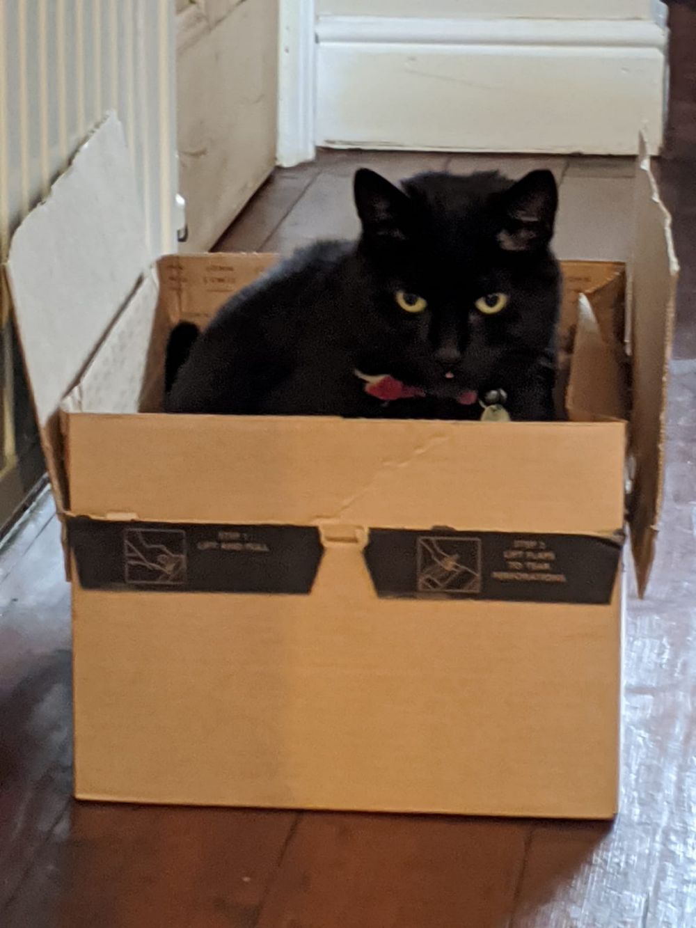 Black cat sitting in an Amazon box, looking happy, with a little blep