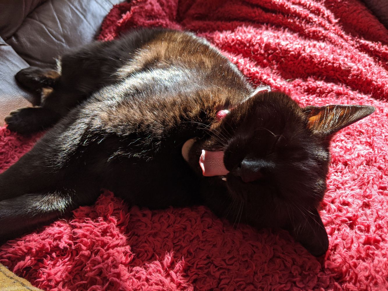 Black cat laid on a red blanket in the sun, yawning