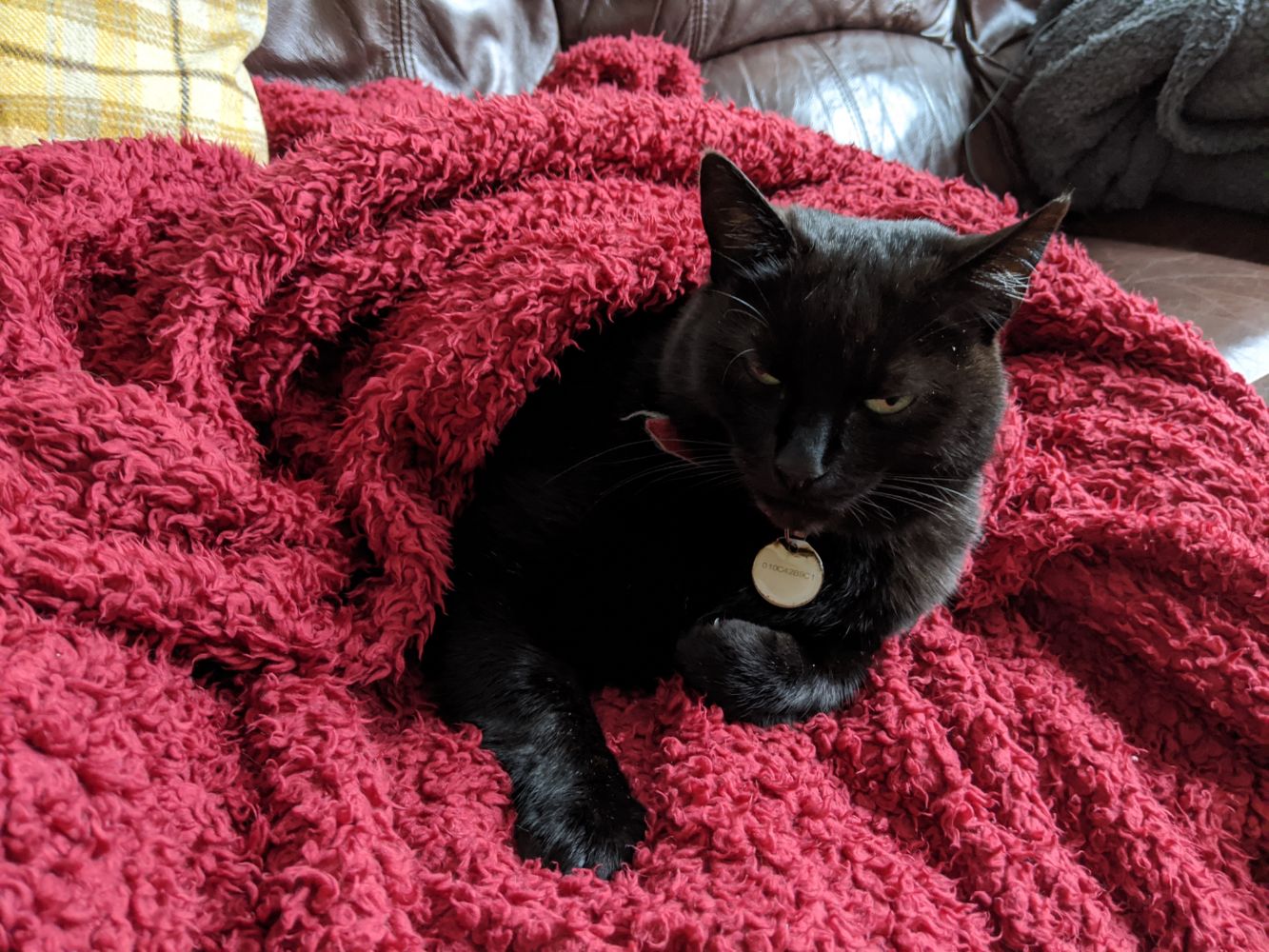 Black cat lying down, wrapped in a red blanket