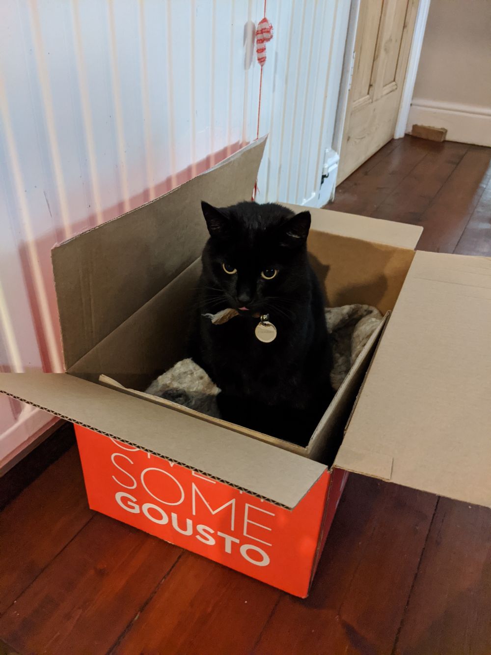 Black cat sitting in a Gousto box