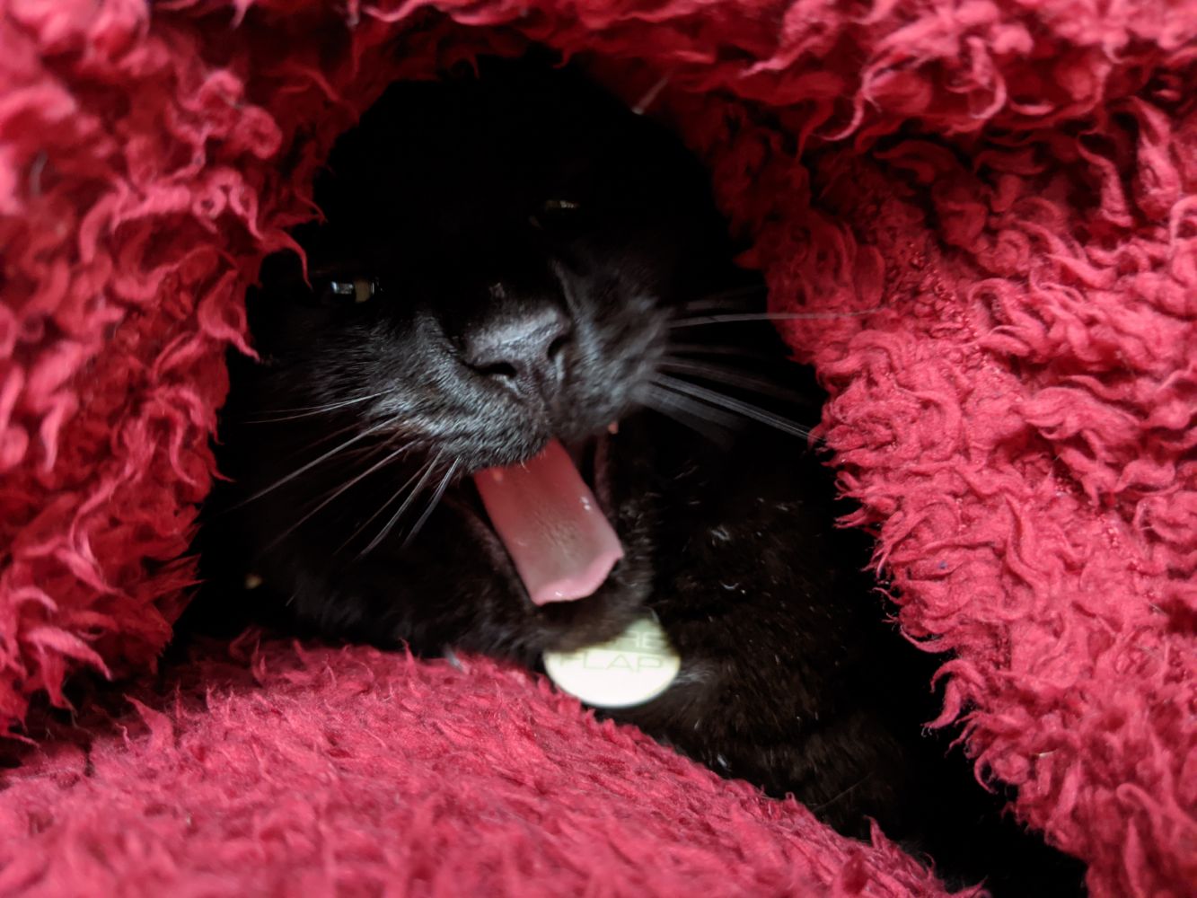 Black cat yawning under a red blanket cave wrapped around him